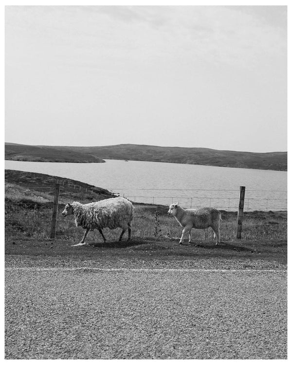 A Postcard From Shetland