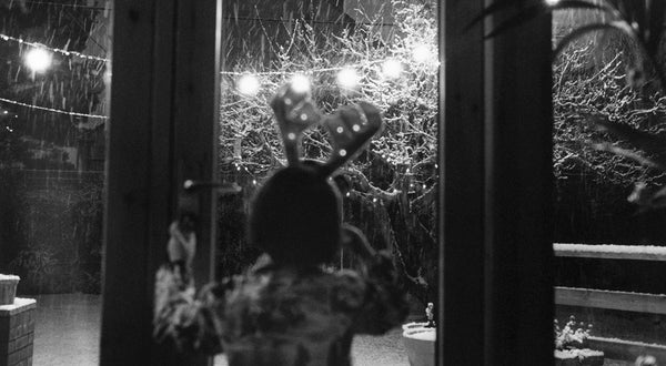 The Survey Vol. 6: Festive Traditions